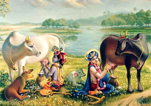 File:Cows.jpg