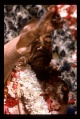 Thumbnail for version as of 10:57, 6 April 2008